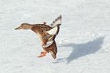 Mallard Landing_13837